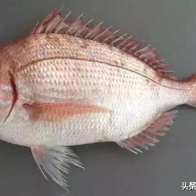 (我的江湖第一部古鱼小说)我的江湖古鱼 第一版主：述说古老鱼族的传奇故事