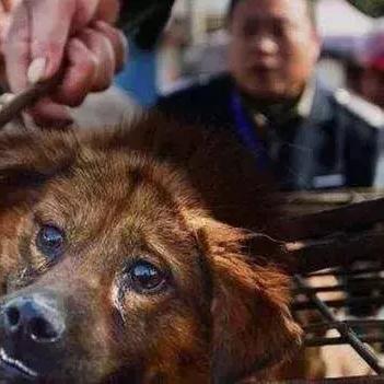 刑事律师指出，恶意毒杀宠物构成故意伤害罪，可依法判处有期徒刑，恳请公众尊重生命