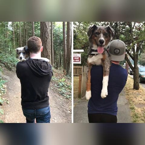 最强猫猫饲养指南：从饮食、健康到行为训练，全方位教你如何成为合格的铲屎官