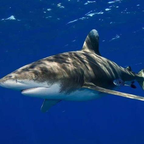 (海底大猎杀深海模式)探秘深海秘境，海底大猎杀steam带你体验刺激冒险！