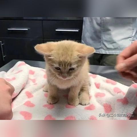 (附近的兽医诊所)周边地区有哪些兽医诊所提供专业服务？