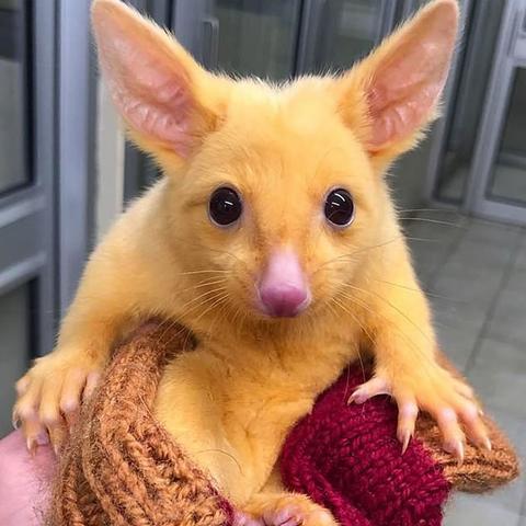 (附近的兽医诊所)周边地区有哪些兽医诊所提供专业服务? (附近的兽医诊所)周边地区有哪些兽医诊所提供专业服务?