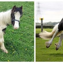 惊喜!有幸运的专家团队拍到了实实在在的独角兽在野外出现的惊人场景 惊喜!有幸运的专家团队拍到了实实在在的独角兽在野外出现的惊人场景