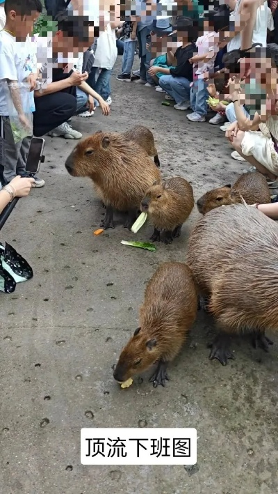 (卡巴拉派)卡皮巴拉多少钱一只？市面价钱如何浮动？