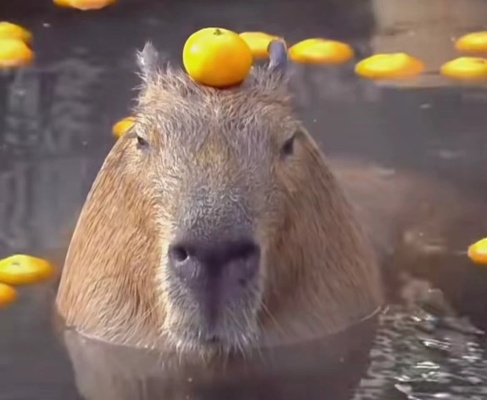 (卡巴拉派)卡皮巴拉多少钱一只?市面价钱如何浮动? (卡巴拉派)卡皮巴拉多少钱一只?市面价钱如何浮动?