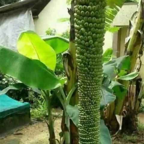 (史小坑的爆笑生活10)史小坑的爆笑生活15：在奇葩日常中探索友情与爱情的幽默之旅