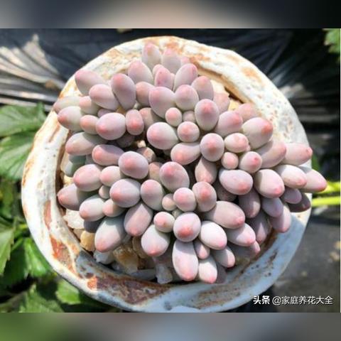 (天使干红葡萄酒什么意思)天使干红葡萄酒多少钱一瓶？品质优秀，价格实惠让您欲罢不能