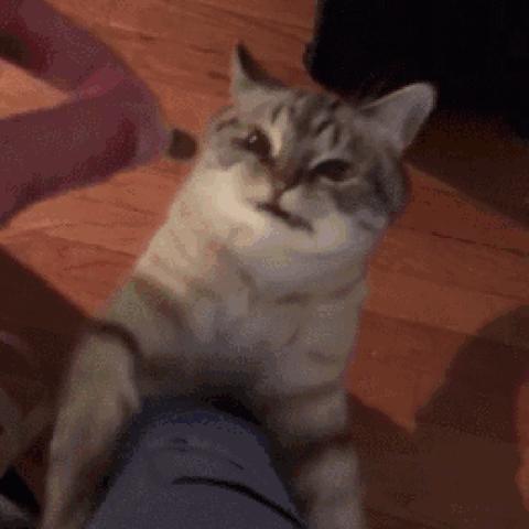 探究萌天天品牌所提供产品的质量：以萌天天儿童玩具的安全性和教育性为研究焦点