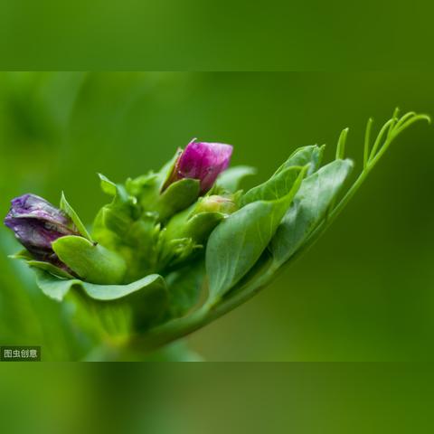 (电脑植物大战僵尸2破解版下载地址)电脑版植物大战僵尸2破解版：尽享无限阳光和豌豆射手乐趣