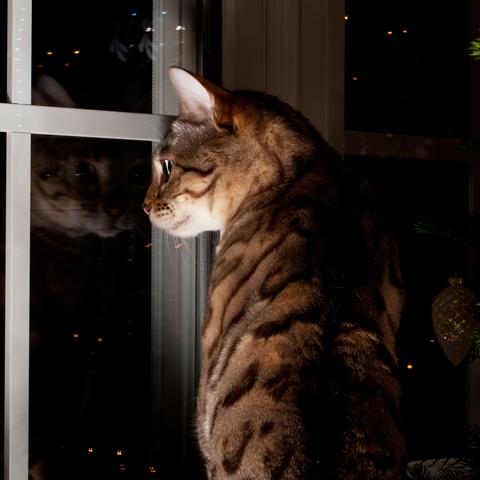 (完美世界手游 交易)探讨完美世界手游交易猫功能及使用方法，让游戏交易更便捷