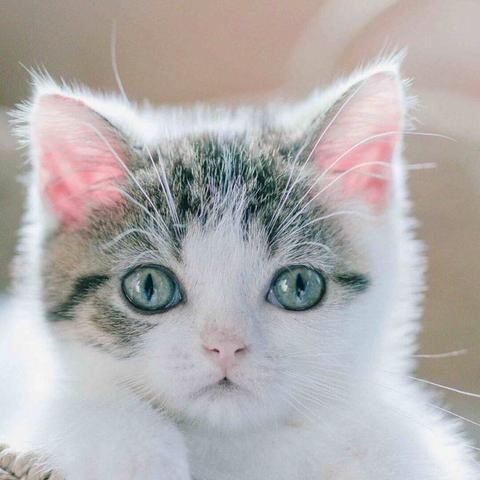 只需一键,轻松掌握'调皮小动物秘籍搭配大全':提升宠物互动乐趣与健康管理的终极指引 只需一键,轻松掌握'调皮小动物秘籍搭配大全':提升宠物互动乐趣与健康管理的终极指引