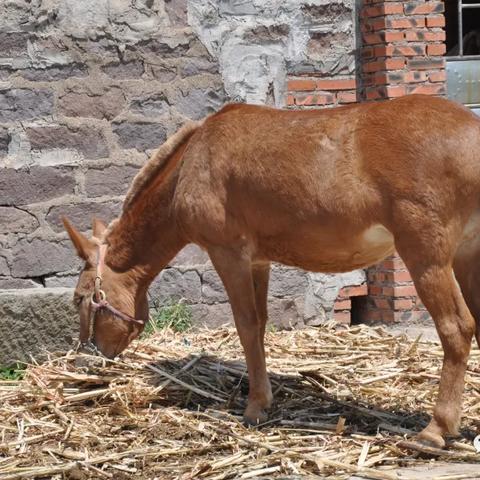 (辽沈战役险胜)辽沈战役中的烽火战场：回顾历史上的惨烈战斗和胜利果实