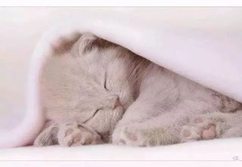 (猫咪四肢凉是不是要死了)当猫四肢冰凉,需警惕四种可能的疾病发展情况