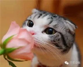 (花样猫咪最新版本下载)花样猫咪正版下载:精彩纷呈,只在正规渠道获取!
