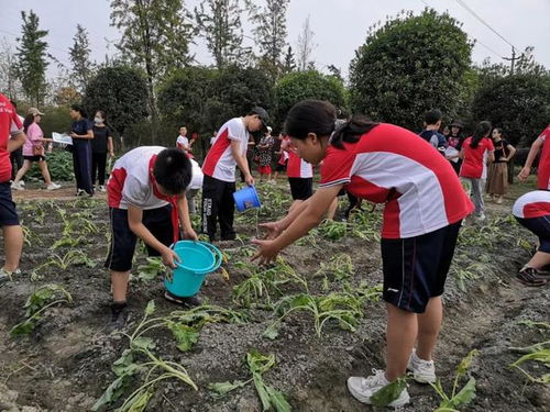 (农耕游戏比较耐玩的)与可爱小伙伴一起玩耕作游戏,培育自家农作物吧 (农耕游戏比较耐玩的)与可爱小伙伴一起玩耕作游戏,培育自家农作物吧