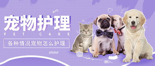 萌宠快线:带你走进可爱宠物们的精彩世界,感受他们带来的快乐与温暖 萌宠快线:带你走进可爱宠物们的精彩世界,感受他们带来的快乐与温暖